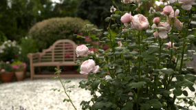 "Nowa Maja w ogrodzie": jak dbać o róże?